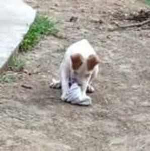 Meet your Posher, Morris